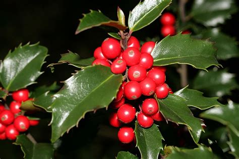 Stechpalme Weiblich Blue Princess Ilex Meserveae Blue Princess