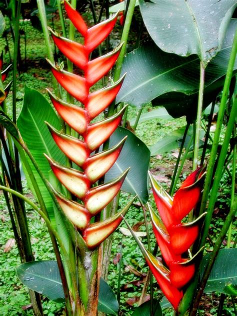 Budidaya Tanaman Heliconia Belajar Budidaya