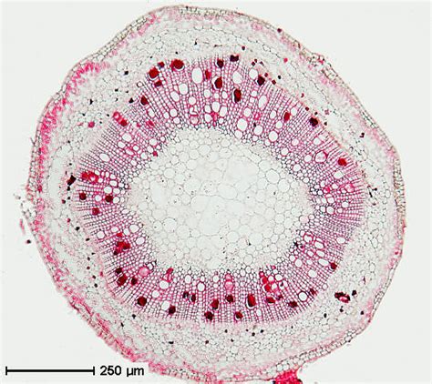 stem internal anatomy