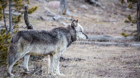 44 Wolves Taken In First Wolf Hunt In Wyoming Since 2013 Wyoming News