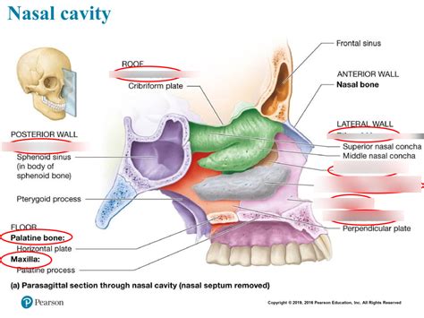 Nasal Cavity Diagram | Quizlet