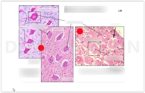 Histologie Zenuwweefsel Diagram Quizlet