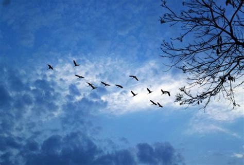 Bildet Tre Natur Gren Silhouette Fugl Vinge Sky Himmel Flokk