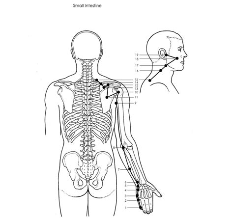 Acupuncture Small Intestine Meridians - Good Shepherd