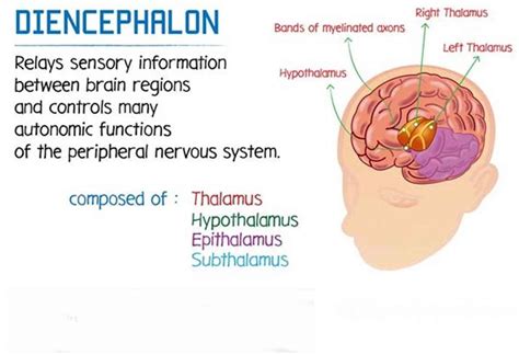 The Diencephalon: Structure and Function of this Brain Region ...