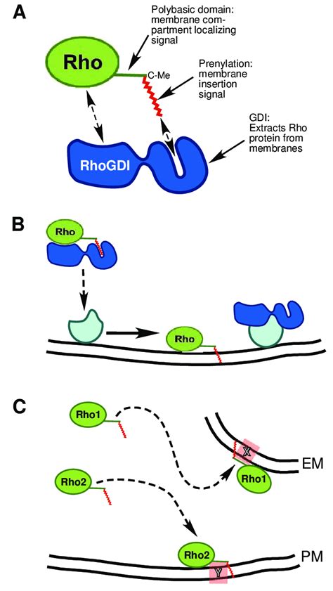 Examples Of Rho Regulation By Membrane Localization A Schematic