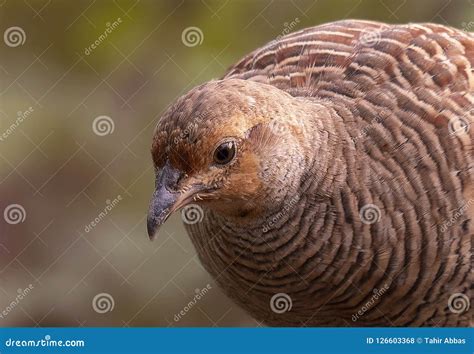 Grey Francolin in the Morning Stock Photo - Image of greeting, morning ...