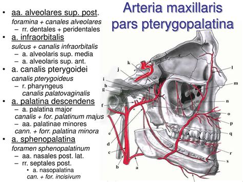 Ppt Arterial System Systema Arteriarum Powerpoint Presentation Free