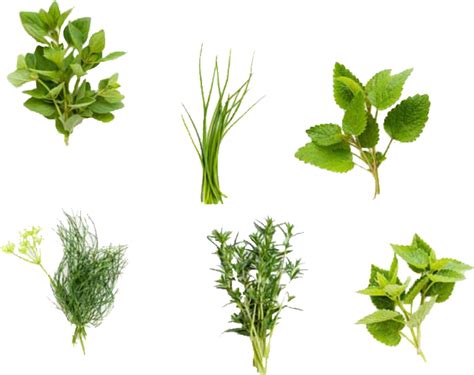 Medicine Herbs Transparent Background Png Mart