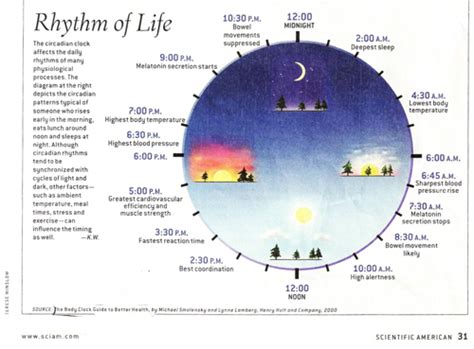 Circadian Rhythm Organ Chart