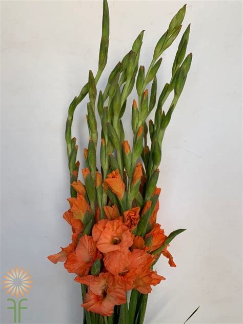 Orange Gladiolus - Wholesale Flowers & DIY Wedding Flowers