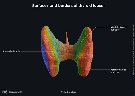 Thyroid Gland Encyclopedia Anatomyapp Learn Anatomy 3d Models