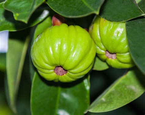 Garcinia Cambogia: Potential Benefits for Weight Management