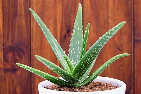 Seberapa Sulit Merawat Tanaman Aloe Vera Alias Lidah Buaya