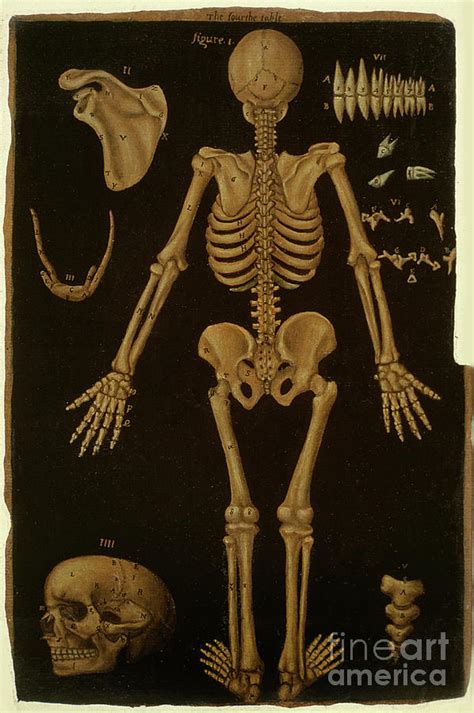 Ms Hunter 364 Table Iv From Anatomical Tables By John Banister