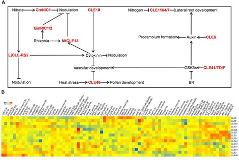 Frontiers Cle Peptide Signaling And Crosstalk With Phytohormones And