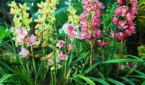 Orqu Deas Cymbidium Como Cuidar E Florir Passos