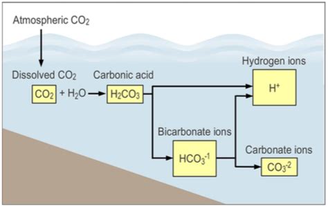 Understanding Ocean Acidification | Science & Math Investigative ...