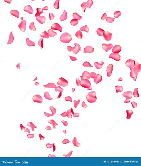 Flying Fresh Pink Rose Petals On Background Stock Photo Image Of