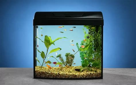 High Ph In Fish Tank Symptoms Causes And Prevention Aquariumnexus