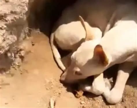 Cãozinho cego abandonado abre um buraco para se enterrar