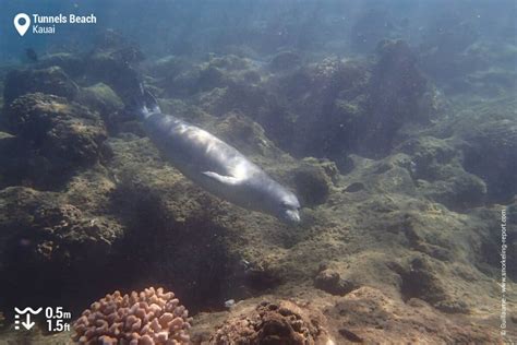 Snorkeling at Tunnels Beach (Makua Beach), Kauai | Snorkeling in Hawaii