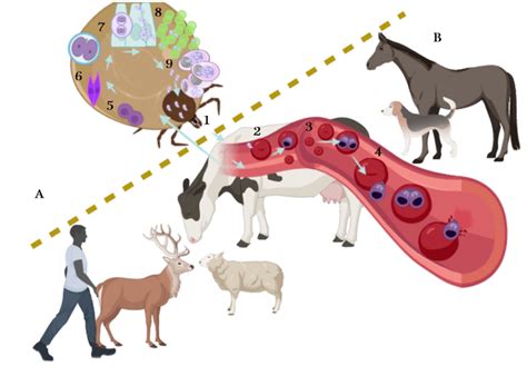 The Lifecycle Of Babesia Spp The Lifecycle Takes Place In Ticks A