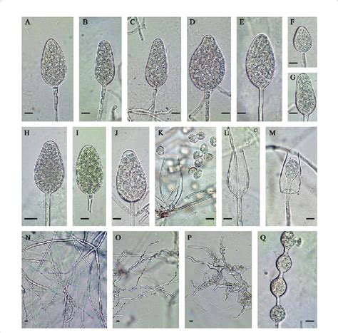 Morphology Of Asexual Structures Of Phytophthora Mississippiae A G