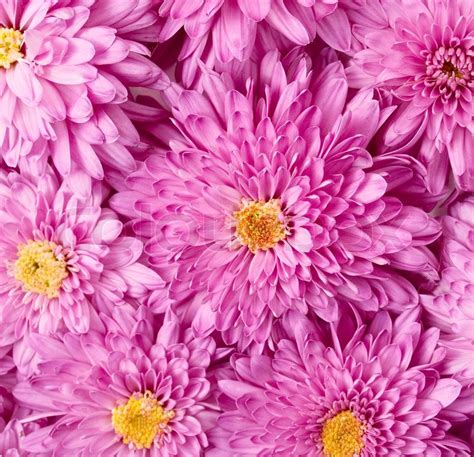 Hintergrund Der Blumen Von Chrysanthemen Stock Bild Colourbox