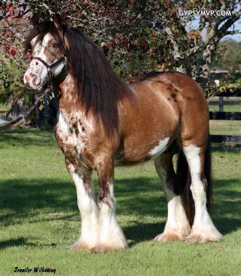 Gypsy Vanner Horse For Sale Stallion Golden Buckskin Blagdon Skewbald