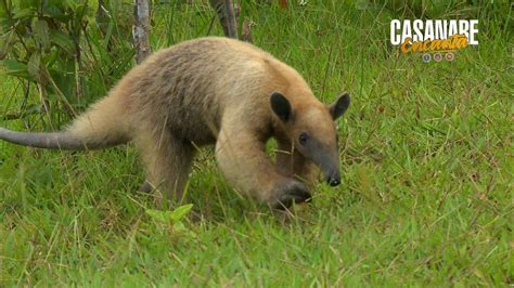 Oso Melero Tamandúa Tetradactyla Youtube