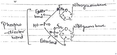 what exactly is phosphodiester bond how does it helps in the linkage.