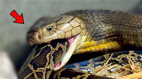 King Cobra Vs Python Ft Chandlerswildlife Youtube