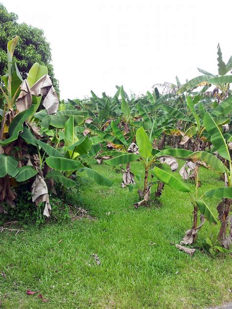 Download free photo of Banana,tree,plant,field,farm - from needpix.com