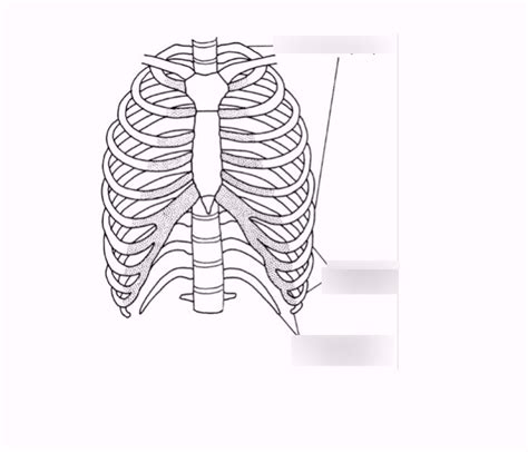 RIBS Diagram | Quizlet