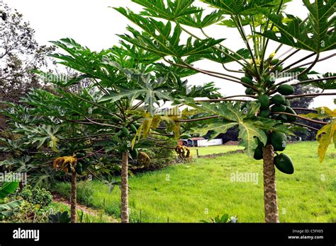 Papaya Trees Kona Hawaii Pacific Ocean Stock Photo Alamy