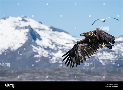 Young White Tailed Sea Eagle (Haliaeetus albicilla) in flight carrying ...