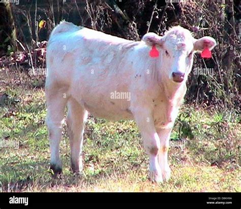 Charolais calf cow Stock Photo - Alamy