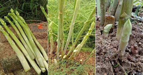 Cara Tanam Sendiri Asparagus Di Rumah Tuaian Pertama Seawal Bulan