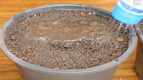 How To Plant Papaya Seeds A Detailed Guide For Lush Growth