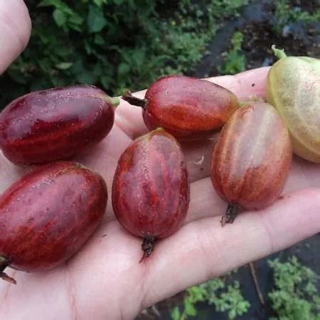 Купить крыжовник с десертным вкусом сорт Ксения в питомнике Твой Сад.