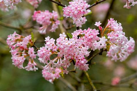 Winterblüher Diese Pflanzen blühen im Winter Plantura