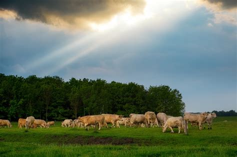 Ekoschemat Dobrostan zwierząt sporo korzystnych zmian dla hodowców