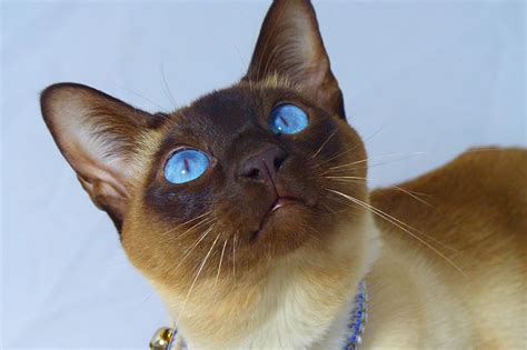 Blue Tonkinese Cat