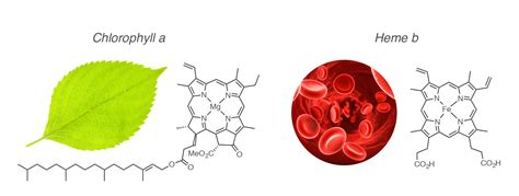 Porphychem Porphyrin Chemicals Engineering