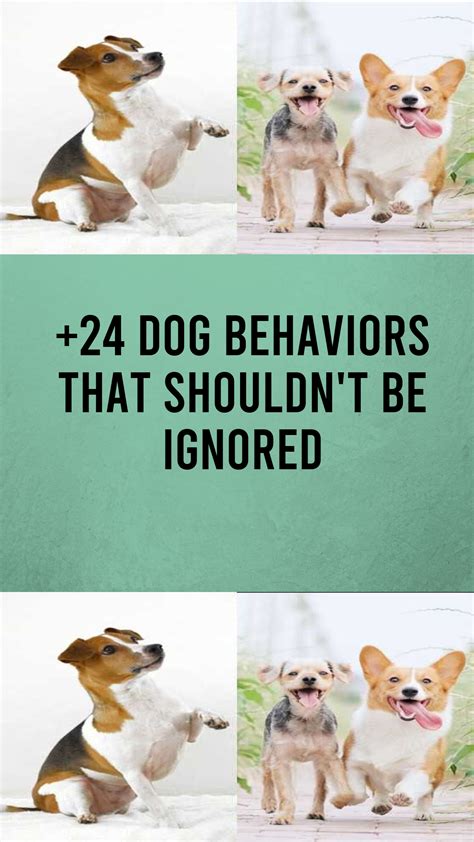 24 Dog Behaviors That Shouldn T Be Ignored Artofit