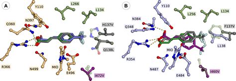 Active Orientations Of 4 Trifluoromethyl Cinnamic Acid 2j Within A