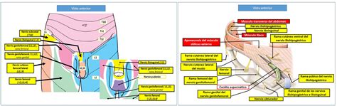 Inervación de la pared anterolateral del abdomen Dolopedia