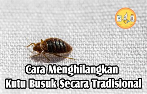 Cara Menghilangkan Kutu Busuk Secara Tradisional Pt Panca Prima Wijaya