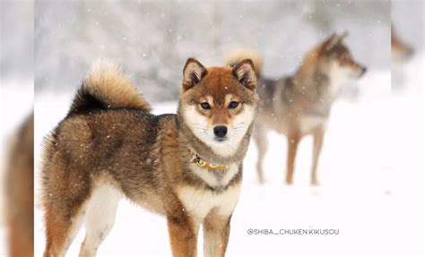 11+ Beautiful Shiba Inu Colors That Will Make You Gasp